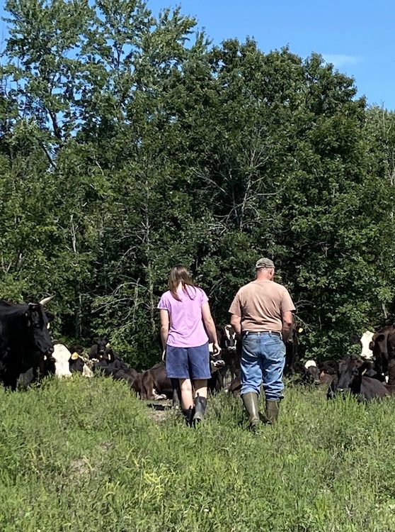 checking out the cows in the pasture at the Hilltop Farm in Accord NY