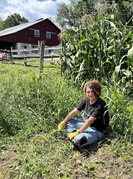 Ruby soaking in the sun on a break at the Hilltop Farm in Accord NY