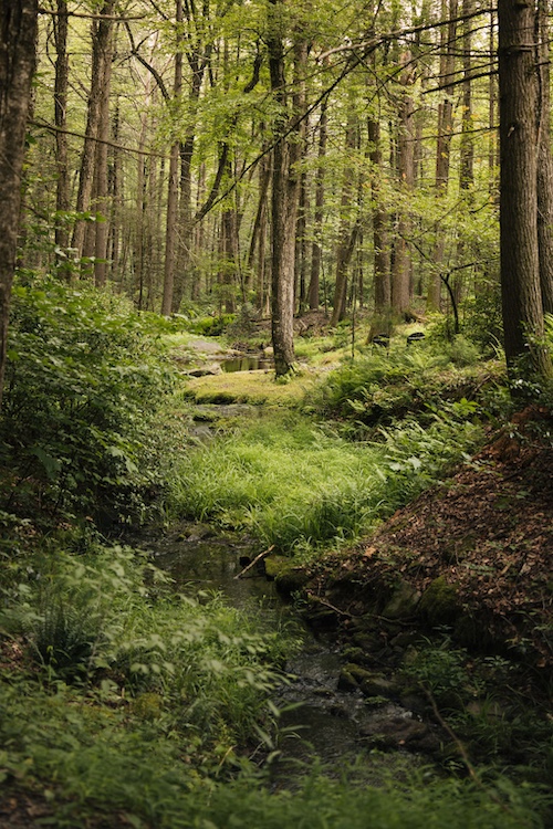 woods in Kerhonkson NY