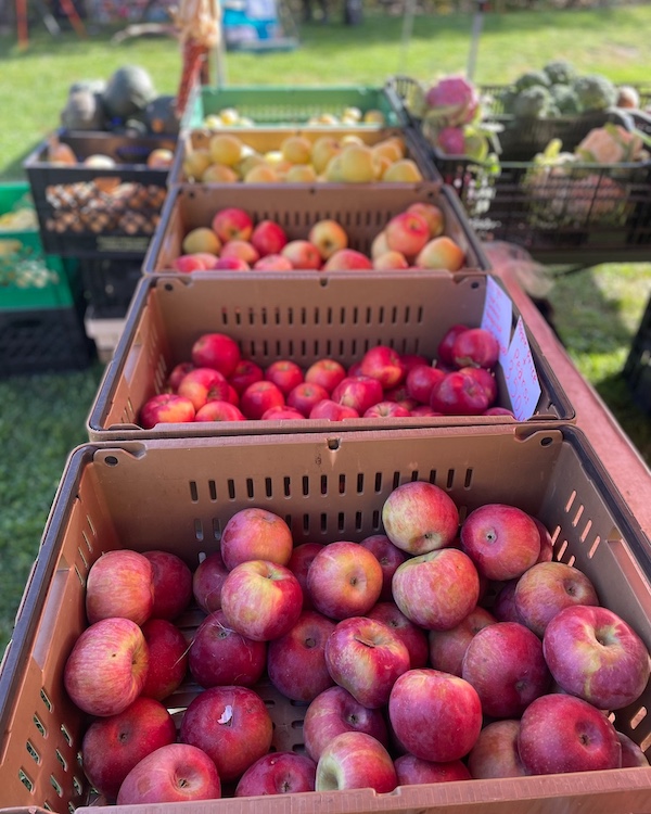 apples in bins at the Newburgh Farmers Market