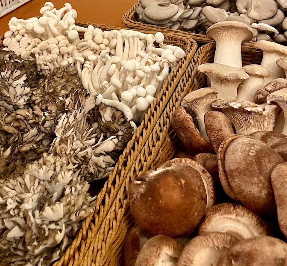 mushrooms from the Sun Ecology Center