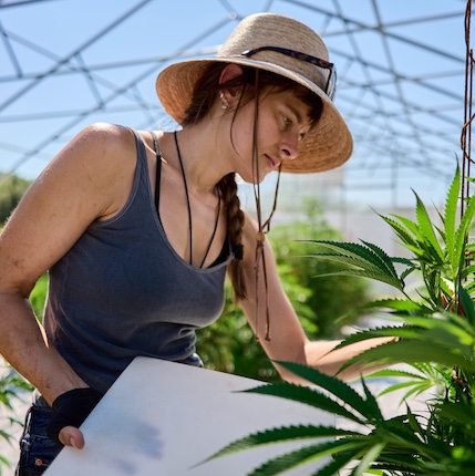 Hudson Valley Cannabis resources