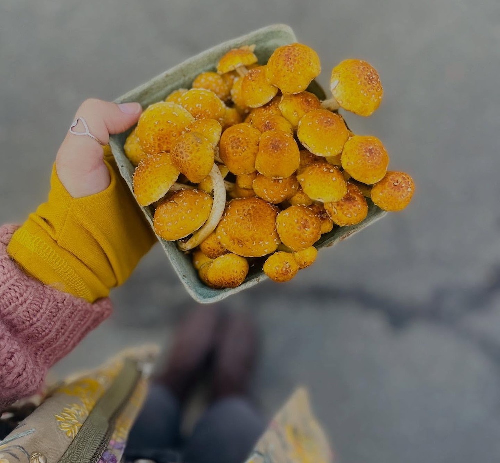mushrooms at Beacon Farmers Markets