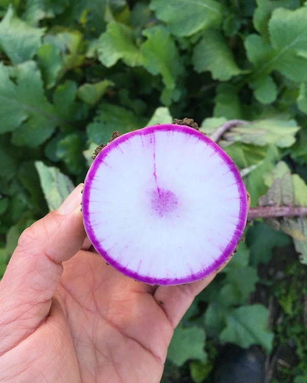 sliced radish from WIndfall Farms