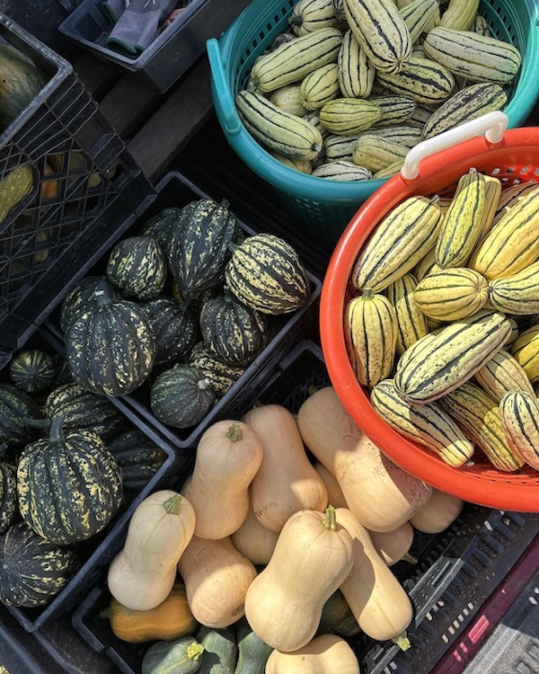 varying squash from Fromer Market Gardens