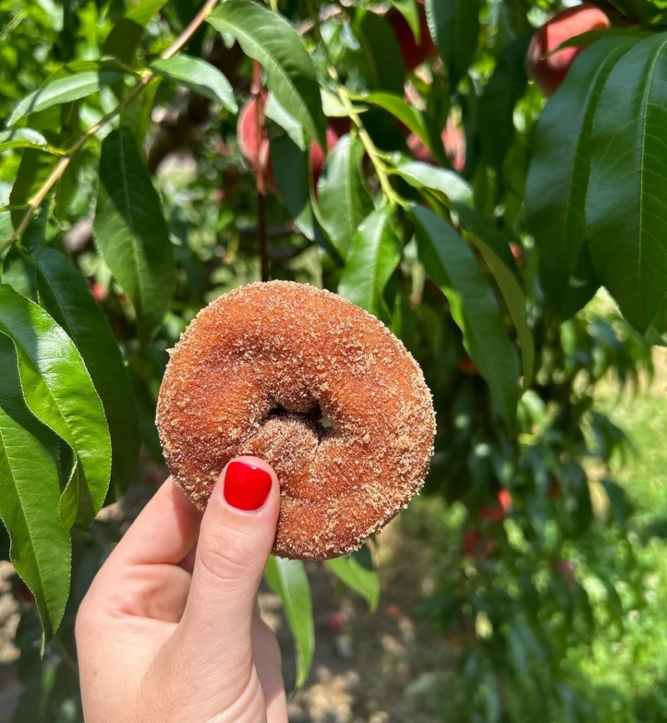 Where to find the best cider donuts in the Hudson Valley
