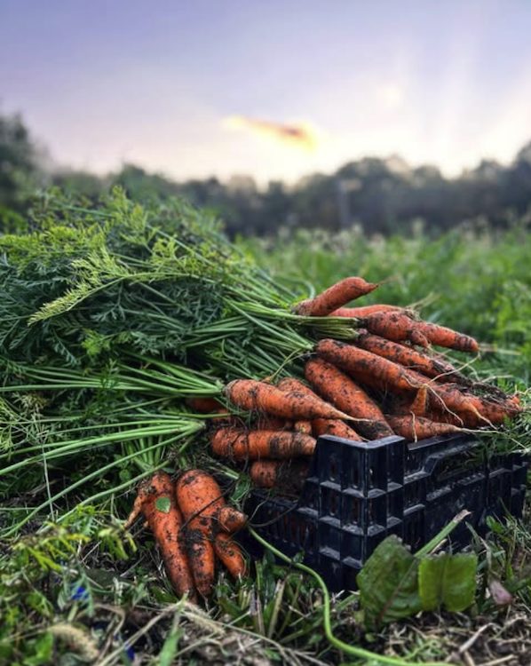 carrots freshly picked from the grown at WIndfall Farms