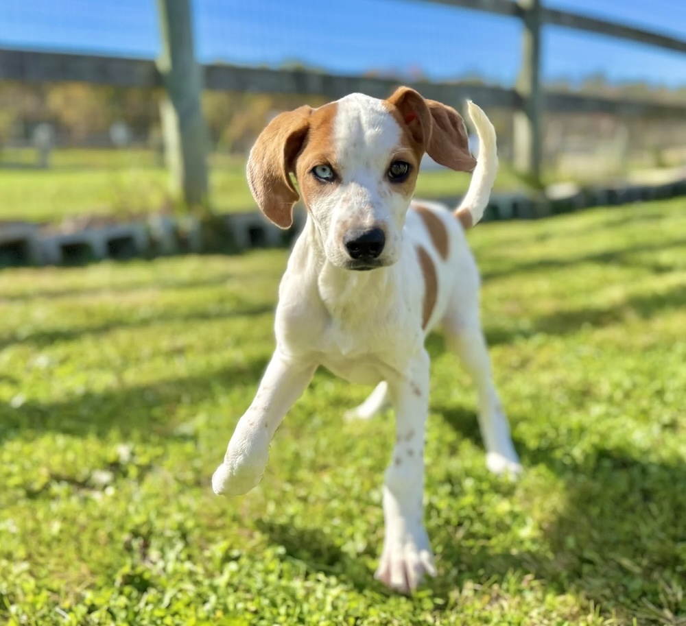 Adopt puppies and dogs upstate ny