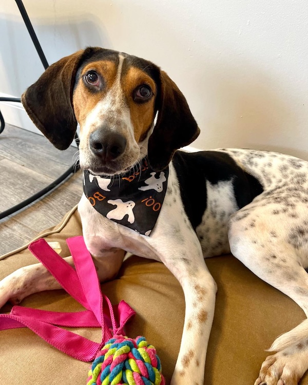 Adopt puppies and dogs upstate ny