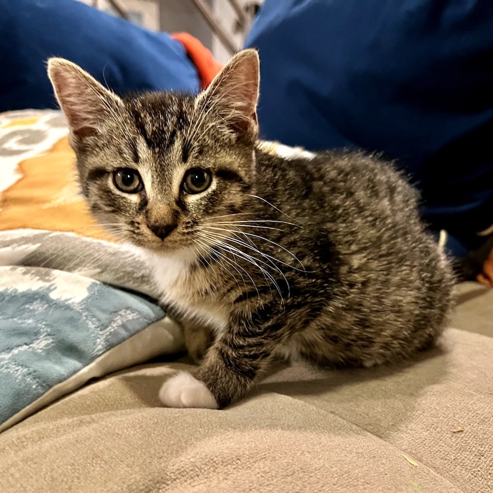 Adopt cats and dogs at Saugerties Animal Shelter