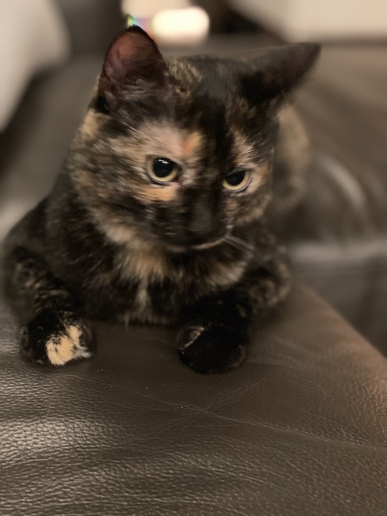 adopted kitten: Support Saugerties Animal Shelter