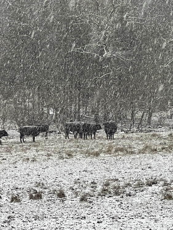 cows in snow fall at Hilltop farm in Accord NY