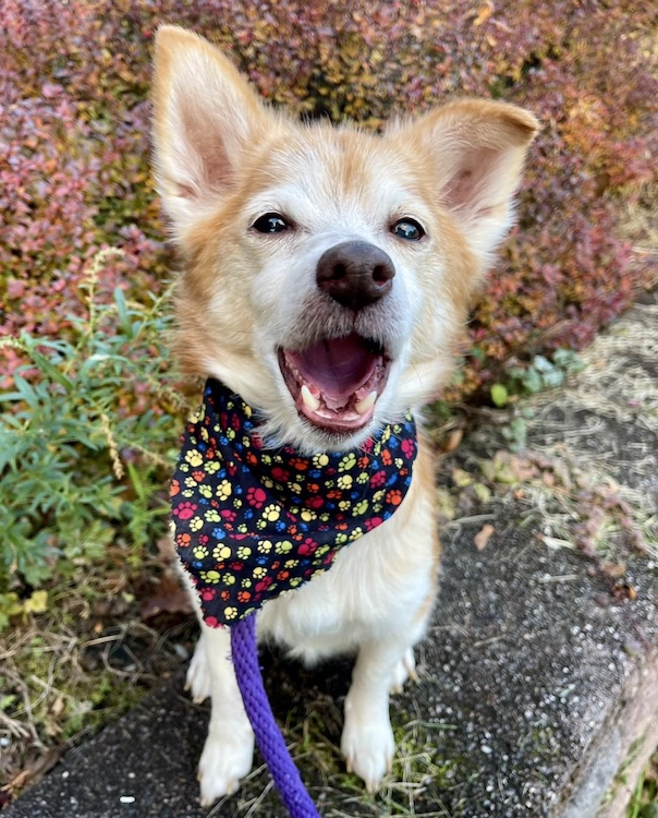 Adopt puppies and dogs upstate ny