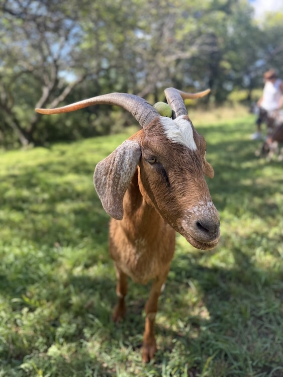 Rescued goats - Support Hudson Valley local Animal Sanctuaries