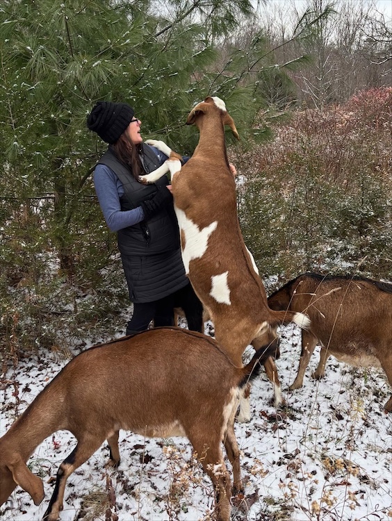 Rescued goats - Support Hudson Valley local Animal Sanctuaries