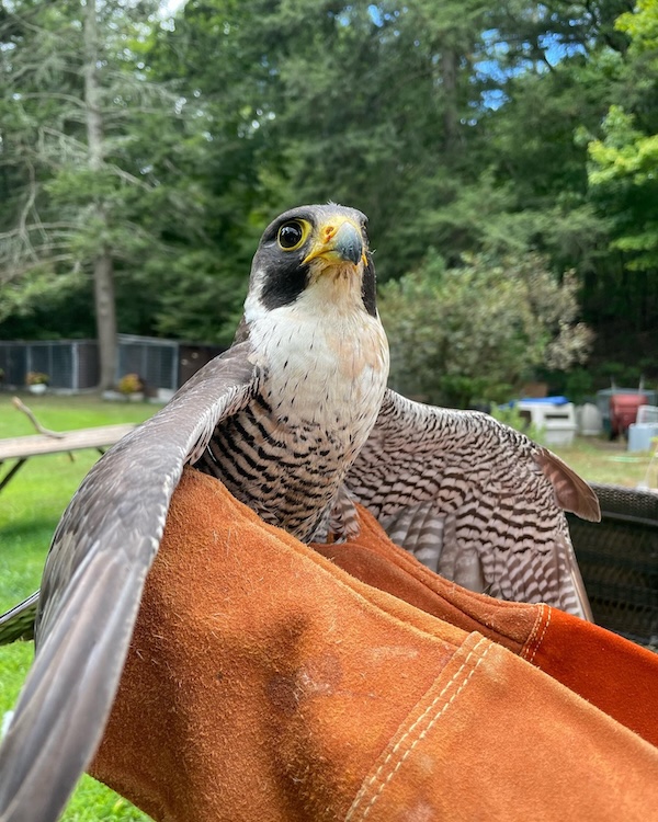 Rescued Hawk