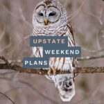 owl on a branch with the "Upstate Weekend Plans" text written across the Hudson Valley, NY photo.