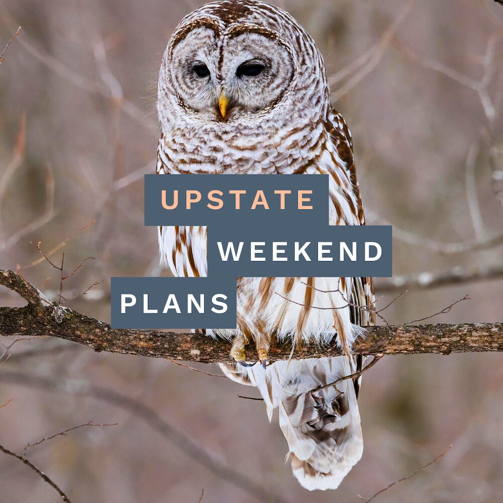 owl on a branch with the "Upstate Weekend Plans" text written across the Hudson Valley, NY photo.