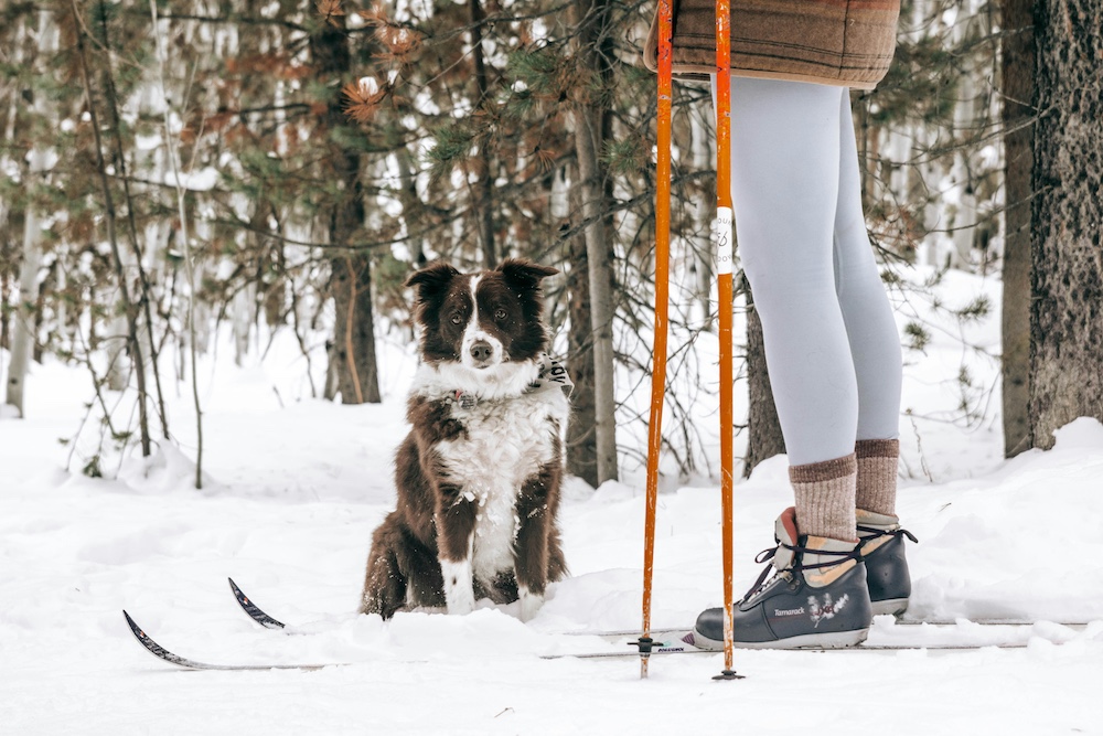 a dog and a person's legs on cross-country skis in the winter