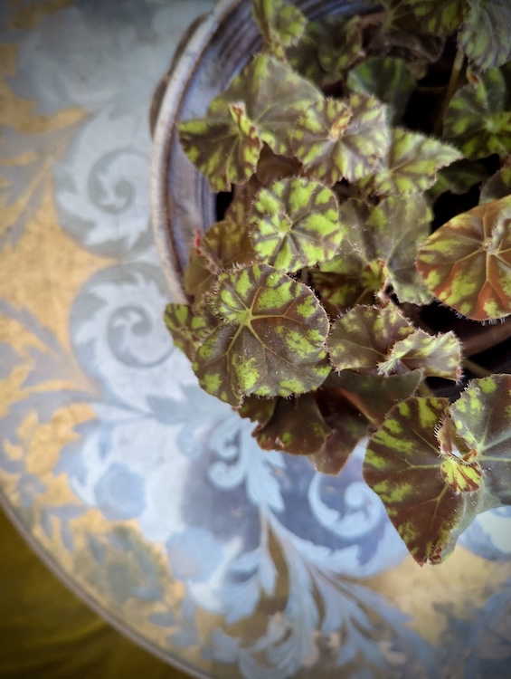 House Plants cozy up a winter room