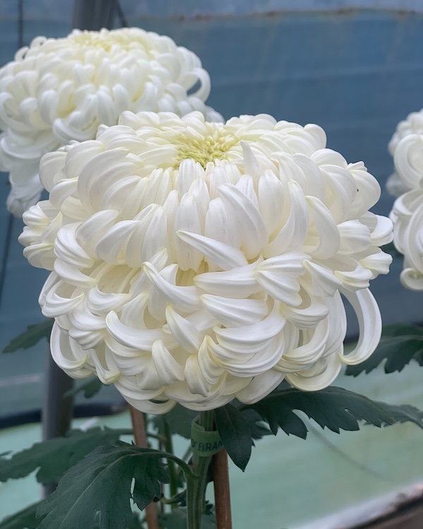 white Heirloom Chrysanthemums from Bear Creek Farm in Stanfordville NY