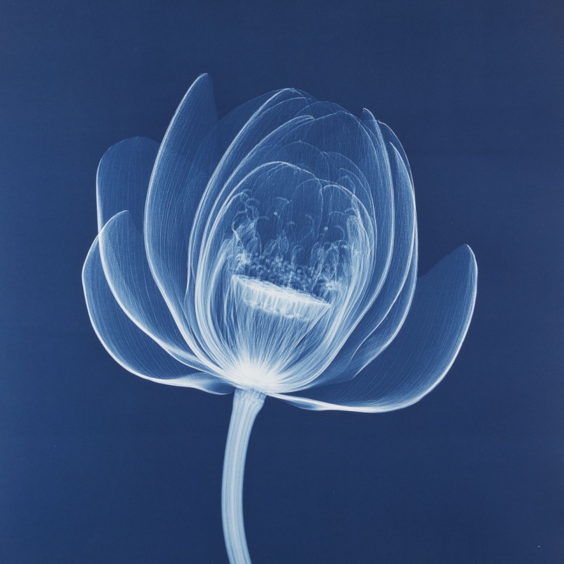 Introduction to Cyanotype with Bryan Whitney at Sugar Maples Center for Creative Arts, NY