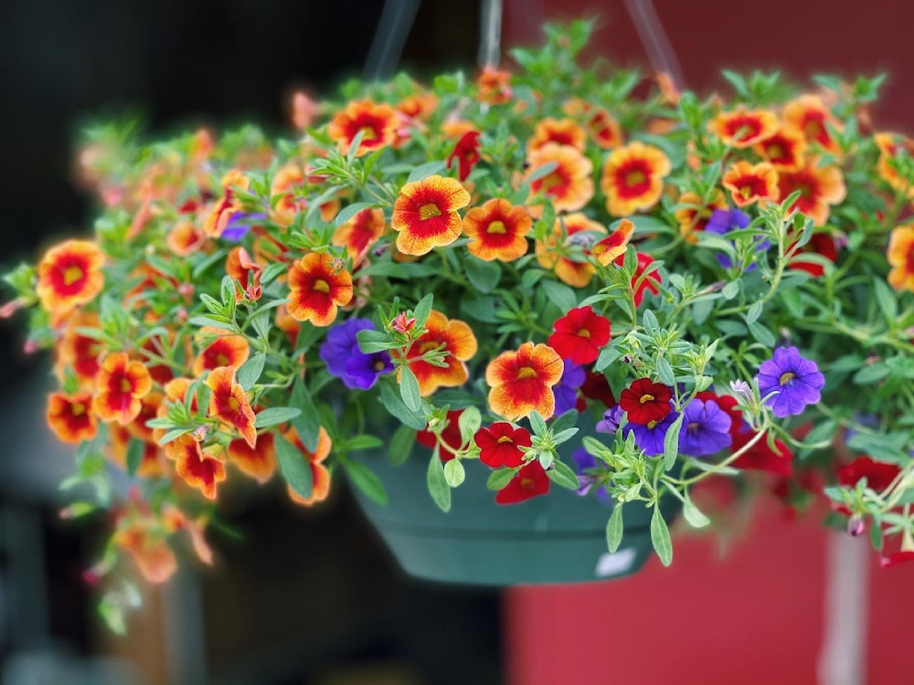 hanging plant from Salinger’s Orchard & Market in Brewster NY