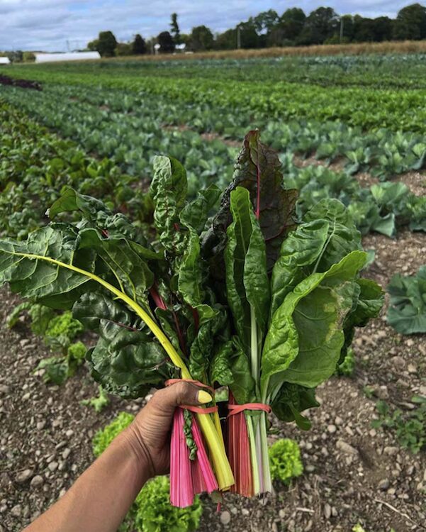 rainbow chard in the field at Deep Roots Farm in Copake NY
