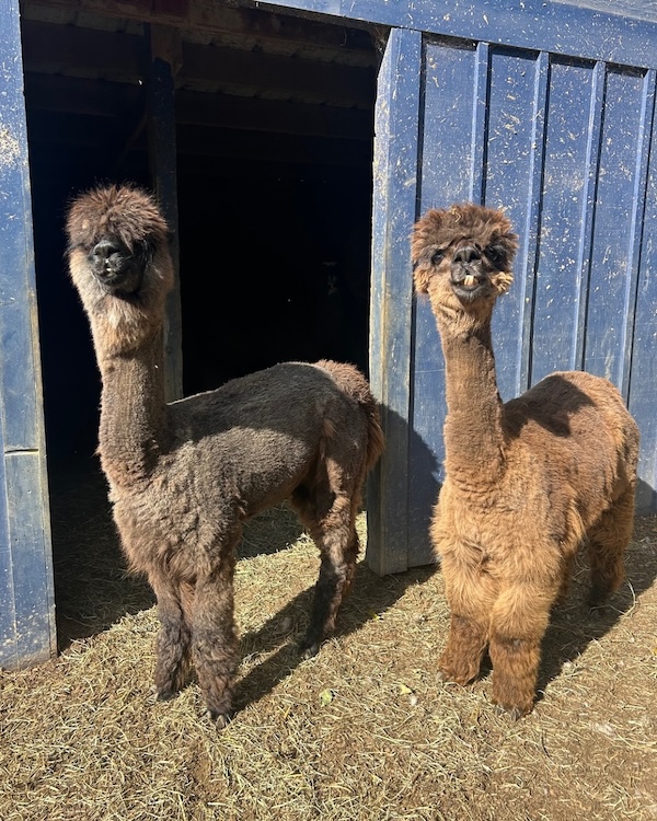Llamas, Alpacas and more at Lilymorore Farm, Pleasant Valley
