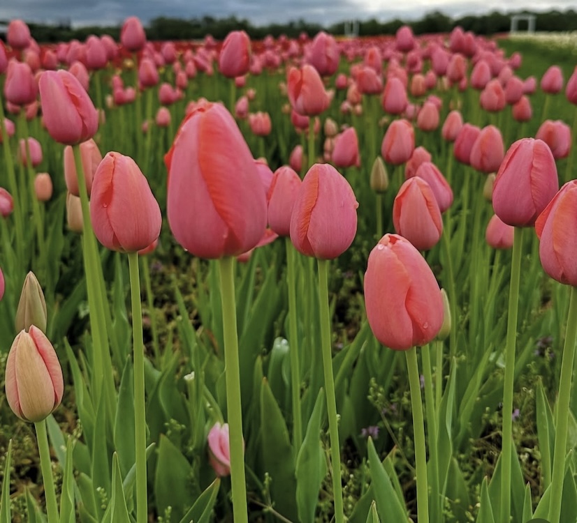 Tulips in the field Upstate NY