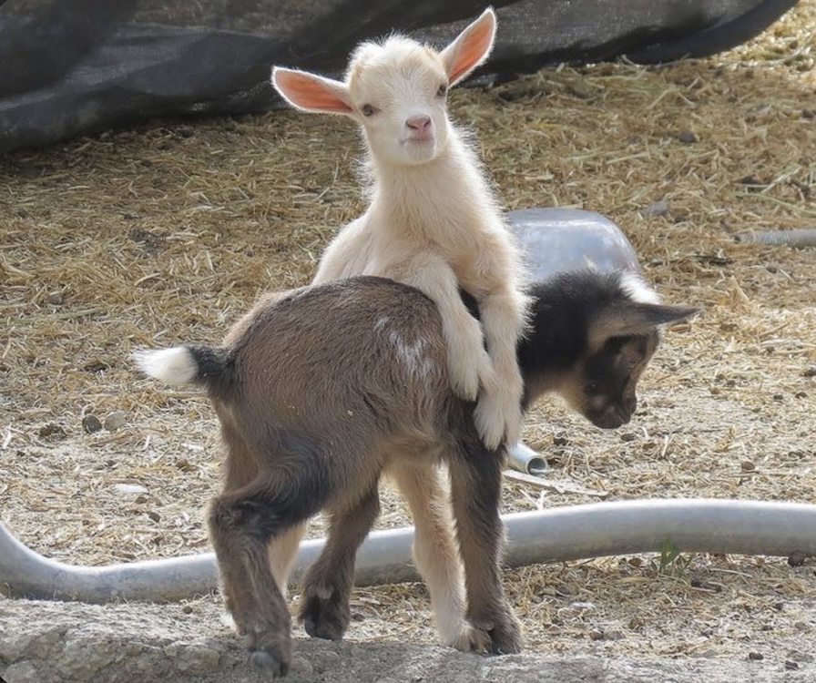 Feed baby goats at Greig Farm