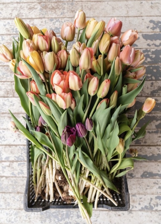 Large bouquet of freshly cut tulips