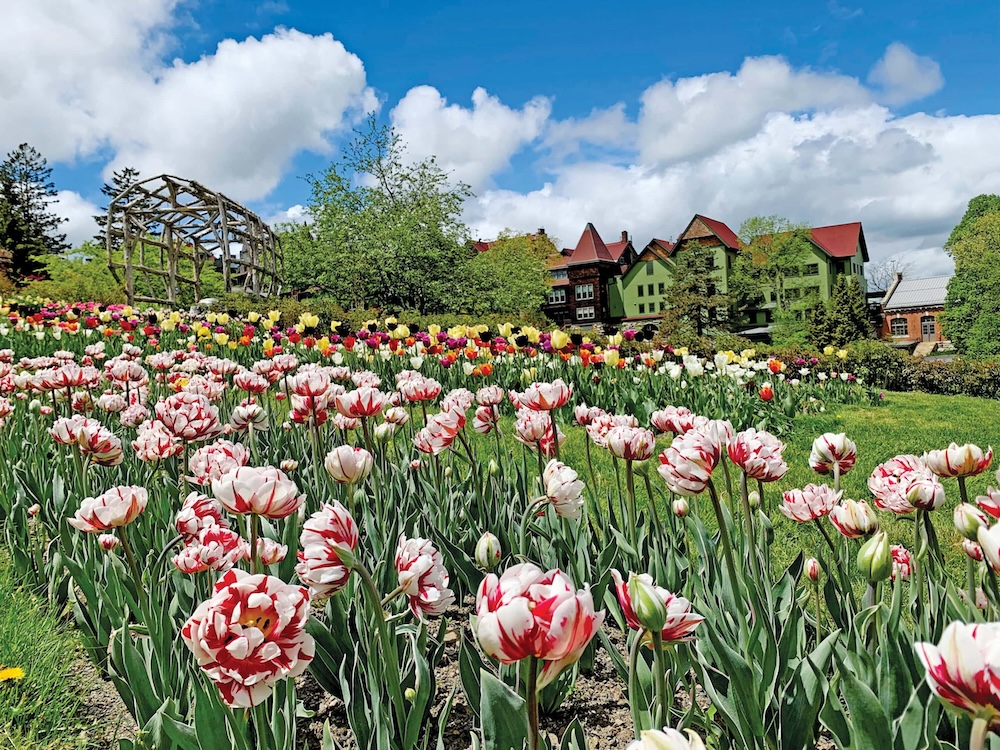 Mohonk Mountain House Tulip Festival in full bloom