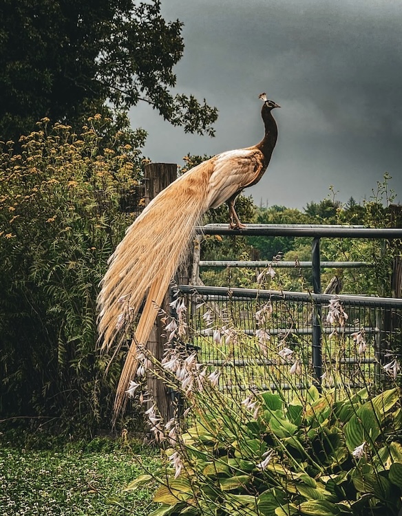 Beautiful peacock at Healing Acres