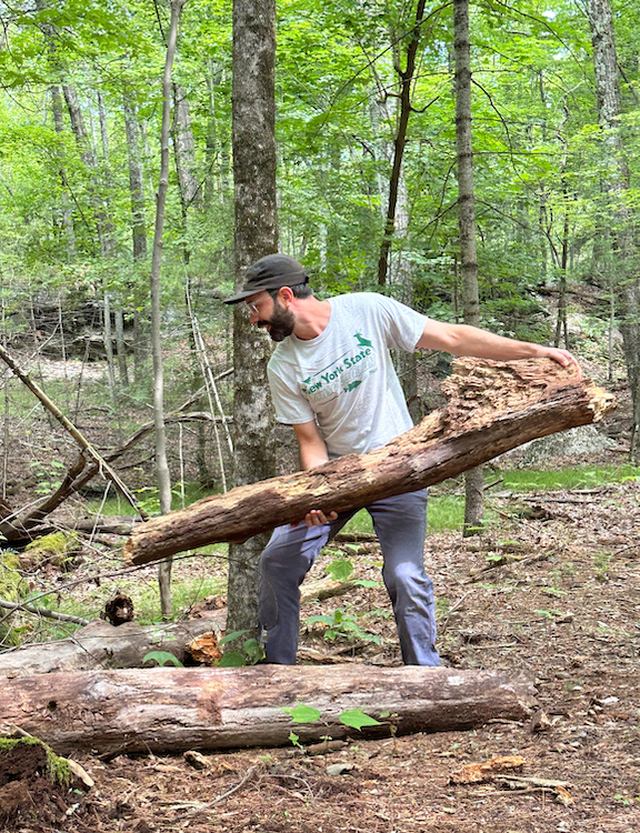 Executive Director of the Woodstock Land Conservancy, Andy Mossey moving dead trees.