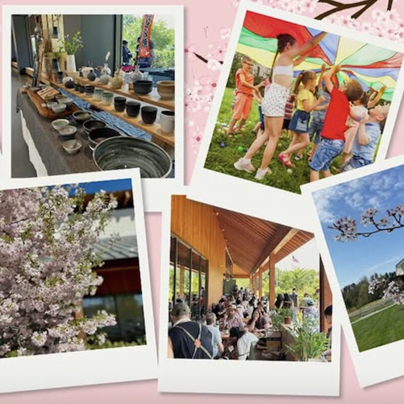 Dassai Blue Cherry Blossom Festival in Hyde Park NY