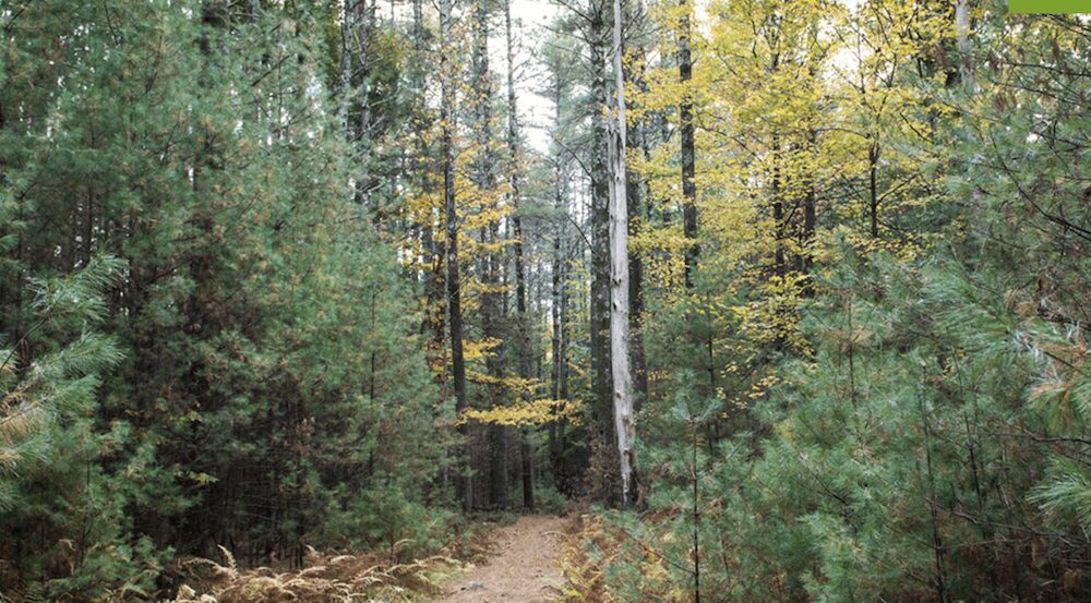 Israel Wittman Sanctuary at Woodstock Land Conservancy.
