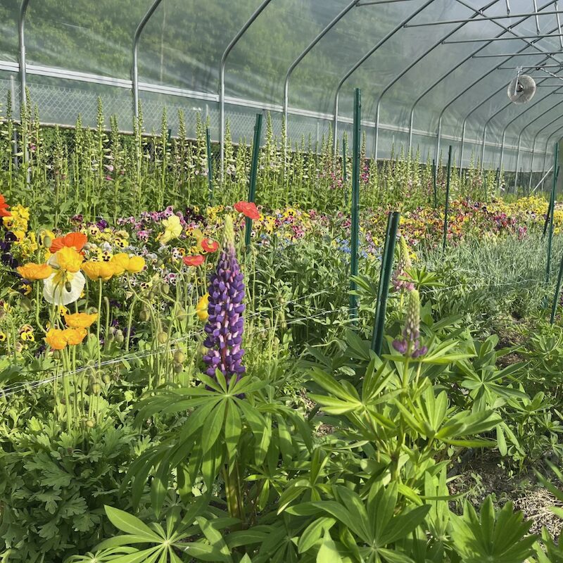 Newburgh Urban Farm Fair in Newburgh NY