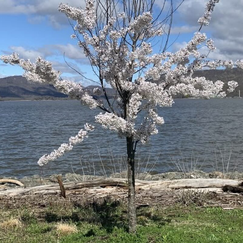 Peekskill Cherry Blossom Festival in Peekskill NY