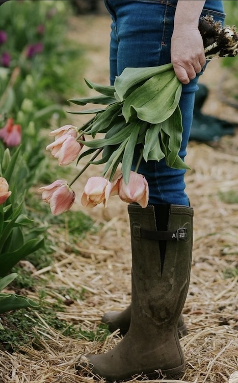 Woman out in tulip farm picking her own blossoms