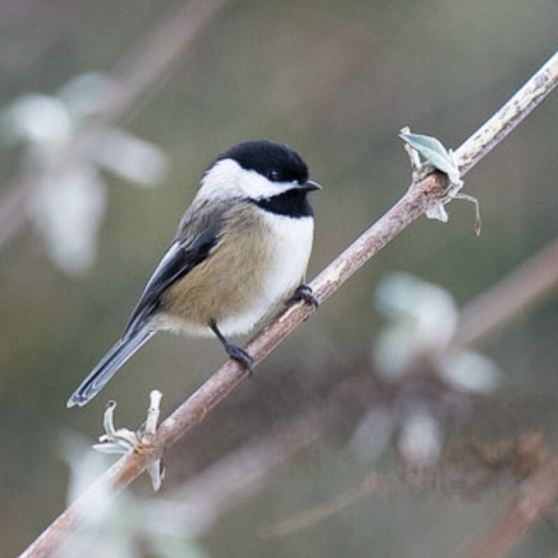 Save The Birds DIY Window Magic Earth Week Woodstock NY