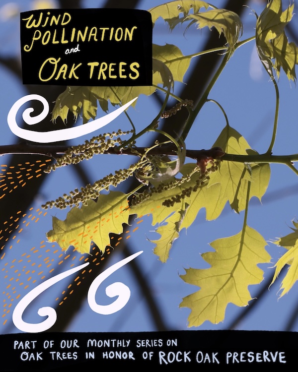 Educational Land Stewardship by Woodstock Land Conservancy