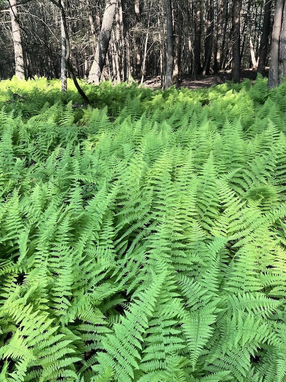 ferns in woodlands upstate ny