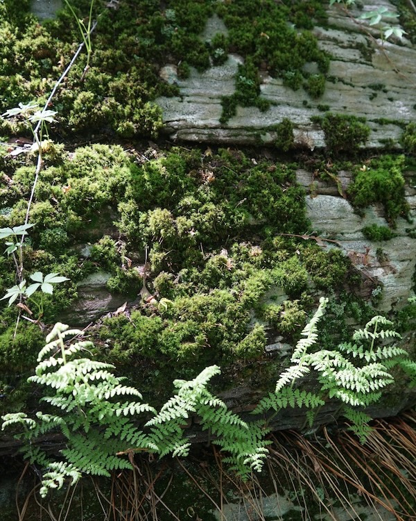ferns and moss in woodlands upstate ny