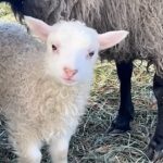 Ulster County Fiber and Cider Tour Wren and Rose Farm