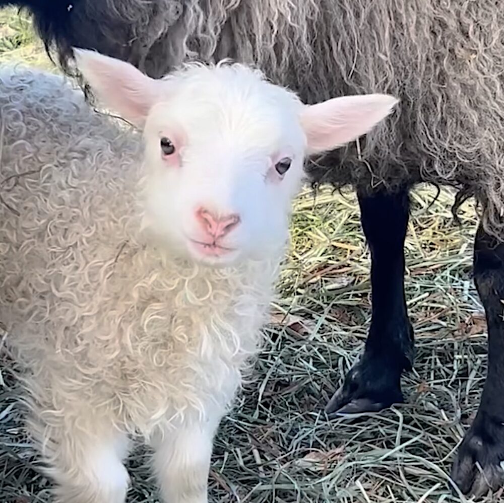 Ulster County Fiber and Cider Tour Wren and Rose Farm