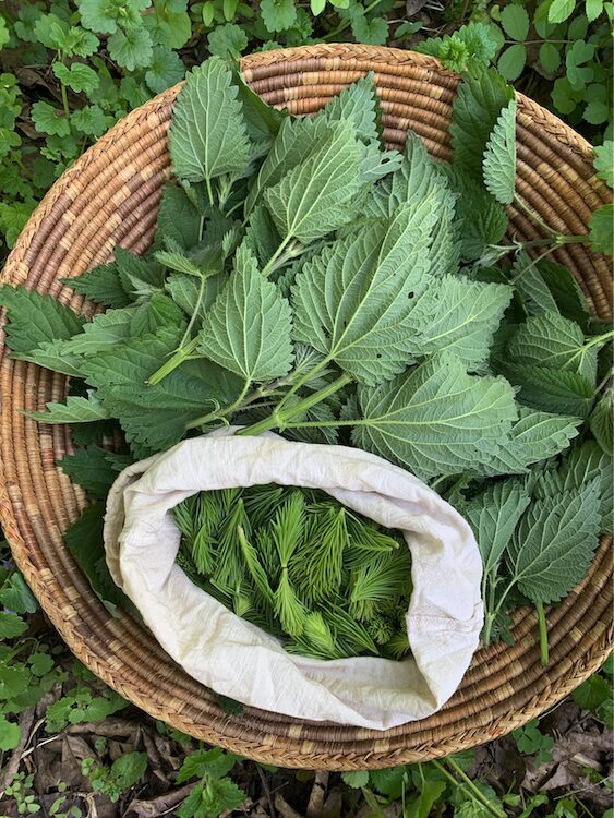Foraged green herbs in a basket by Sasha Botanica