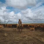 A cowboy on his horse surrounded by cattle and blue skies with white clouds.