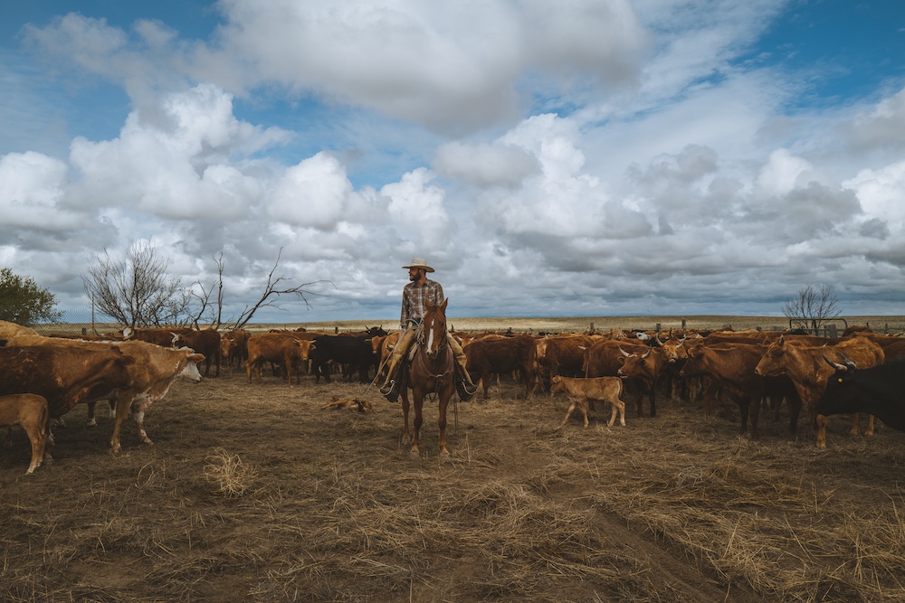 A cowboy on his horse surrounded by cattle and blue skies with white clouds.