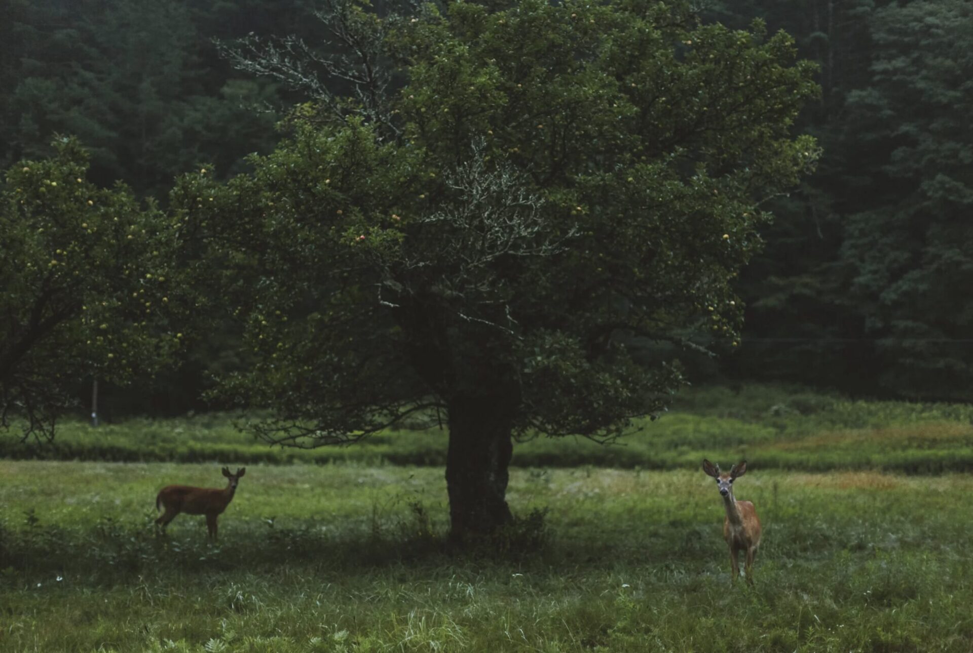 Two deer in a field photo by Peter Crosby